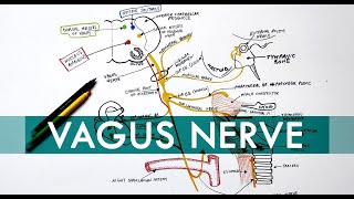 Vagus Nerve  Cranial nerve X  Head amp Neck Anatomy Tutorial [upl. by Martres]