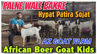 African Boer Goat Kids In Maharashtra Mumbai  Sojat Hypat Patira Bakri Ke Bacche In Bhiwandi [upl. by Aihsyt]