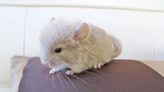 Baby Chinchilla on a Jumbo Pillow [upl. by Oflodur806]