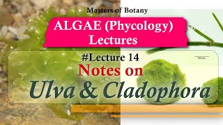 Lecture 14  Ulva and Cladophora Life Cycle Chlorophyceae  Algae Lecture Notes [upl. by Enelloc]