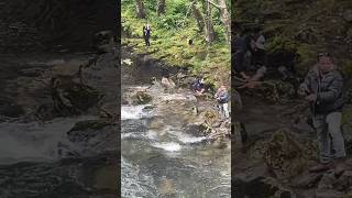 Creek Fishing 🎣In Ketchikan Alaska 6 Minute Walk From Cruise Port wBonus 🦅Bald Eagle alaska [upl. by Durwood547]