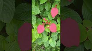 Mussaenda bloom mussaenda redflower nature flowers naturalattractions naturalwonders birds [upl. by Betsy]