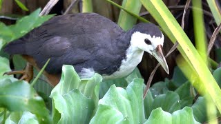 20241006  台北植物園  白腹秧雞 Amaurornis phoenicurus 不怕人 [upl. by Deenya]