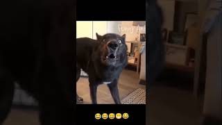 video rahte lag dog comedy best funny video 😃😃😃😃😃😃😃😃😃😃😃 please subscribe me like me [upl. by Livy]