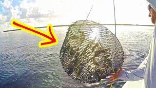 Checking our FISH TRAPS we found THIS [upl. by Ymer]