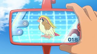 Pidgey Pidgeotto and Pidgeot Pokédex Entrieswmv [upl. by Nerok]