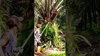 Malaysia Palm Oil Fruit Harvesting Youtube Shortvideo Please Subscribers My Youtube Channel [upl. by Amelina]