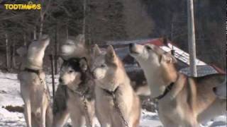 TodtmoosSchwarzwald SchlittenhundeTraining [upl. by Jason]