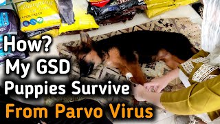 Parvovirus in Dogs  Causes Symptoms and Treatment  6 Days treatment  Early symptoms of PARVO [upl. by Norean]