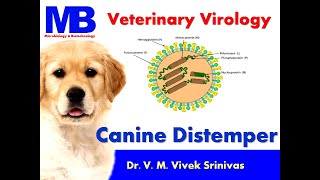 CANINE DISTEMPER  Microbiology  Vivek Srinivas  Veterinaryscience  caninedistemper [upl. by Notirb]