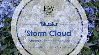 Storm Cloud Bluestar  Walters Gardens [upl. by Ilse235]