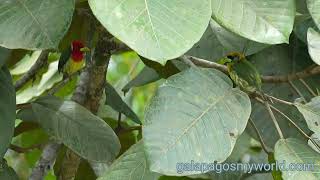 Redheaded Barbet Torito cabecirojo Eubucco bourcierii [upl. by Conall]