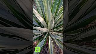 agave nectar 🍖🐝 green energy naturebeauty shortsvideo viral medicinalplants9 [upl. by Lancey]