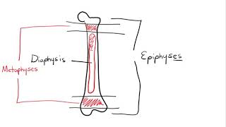 Chapter 6 Osseous Tissue [upl. by Notsecnirp761]