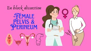 En block dissection of perineum female perineum female pelvis female anatomy and biology [upl. by Raffo]