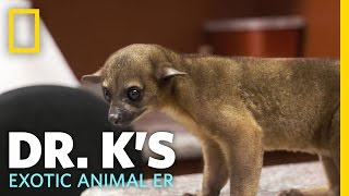 Raja the Rowdy Kinkajou  Dr Ks Exotic Animal ER [upl. by Nnayecats]