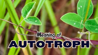 What is the meaning of Autotroph [upl. by Adnac]