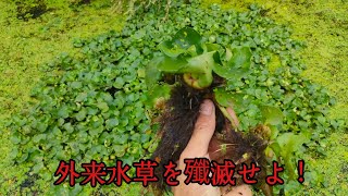 希少植物の中に侵入した外来種を殲滅せよ [upl. by Shaylah]