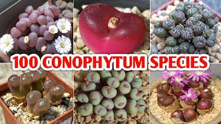 100 CONOPHYTUM SPECIES  Plant and Planting [upl. by Ailekahs]