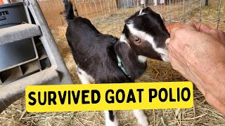 Very Sick Baby Goat and What We Did To Save Him [upl. by Avehstab]