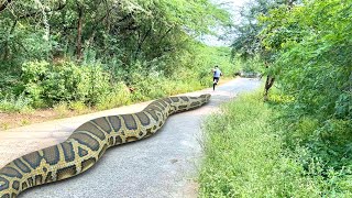 Anaconda Snake Attack In Real Life 4 [upl. by Cohette568]