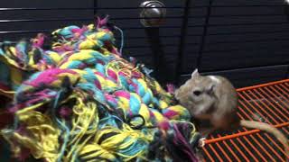 Gerbils Play Fighting Gerbil Update [upl. by Kisung]