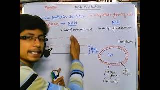 Penicillin mode of action cell wall biosynthesis inhibitors [upl. by Richella]