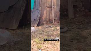 King Cobra Snake catcher trying to catch the snake snake snakevideo snakecatcher scary shorts [upl. by Silrak]