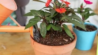 How to Keep Impatiens Alive Indoors Through the Winter  Indoor Planting [upl. by Dnomde256]