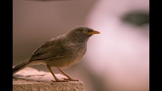 தூக்கனாங் குருவி பற்றிய ஆச்சரிய தகவல்  thookkanam kuruvi  information about weaver bird [upl. by Araek]