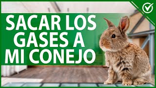 🐰 ¿Qué darle a un CONEJO para los GASES si le suena la barriga 💨🐰 [upl. by Orelee]