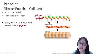 Chapter 23b  Proteins Globular vs Fibrous  Cambridge ALevel 9700 Biology [upl. by Anelet]