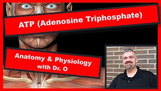 ATP Adenosine Triphosphate Anatomy and Physiology [upl. by Julius]