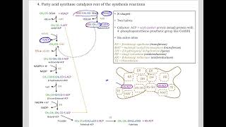 513 Understand not memorize metabolism Postprandial Fatty acid synthesis [upl. by Atteynot]