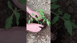 Growing Tomatoes is Easy  How to Grow Tomatoes from Seed [upl. by Block671]