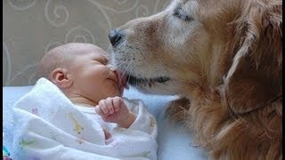 Baby  Hund  Harmoniekiller für das Familienleben [upl. by Sawyere]