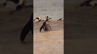 Adorable Penguin Family Moments ❤️ nature wildlife [upl. by Eidson]