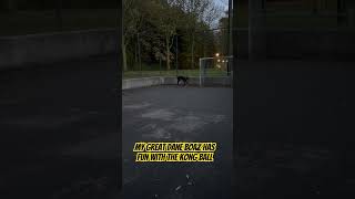 My Great Dane Boaz has fun with the Kong ball boazvomaltenadelontiktok kongball [upl. by Rubio462]