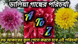 ডালিয়া ফুল গাছের A To Z পরিচর্যাdahlia flower plant care in winter season100result [upl. by Preiser]