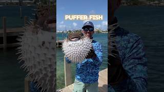 facts about puffer fishshortstrendingfish [upl. by Curtis]