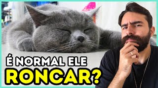 Por Que Meu Gato Ronca [upl. by Ahseekat427]