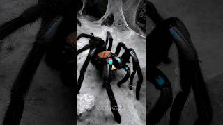 Electric blue tarantula Chilobrachys natanicharum feeding spider tarantulafeeding tarantula [upl. by Ivgnout]