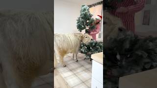 My cow helps decorate for Christmas [upl. by Lainey972]