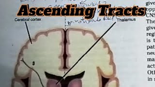 Ascending TractsNeuroanatomyEasy ConceptSnells Neuroanatomy [upl. by Tap934]