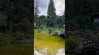 Beautiful Japanese garden in Saratoga California 🎋 [upl. by Fen]