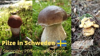 Pilze in Schweden  Steinpilze Pfifferlinge Rotkappen und mehr Teil 1 [upl. by Yendyc755]