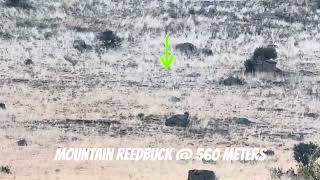 375 Cheytac Vs Mountain Reedbuck Hunting In South Africa June 2024 [upl. by Eniluj]