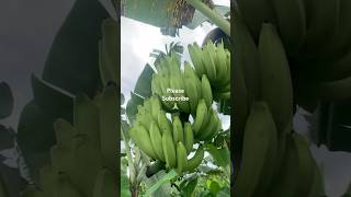 Cavendish banana farm banana [upl. by Ivana]