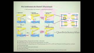 Wie ist der Muskel aufgebaut [upl. by Roye377]