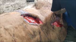 Lacerated deep wound treatment in gaumata suture healing art painrelief gaushala cow [upl. by Rednijar]